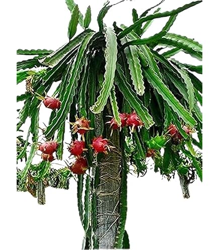 Dragon Frut Tree Plant Combo Pack of 2 Red and Yellow Dragone